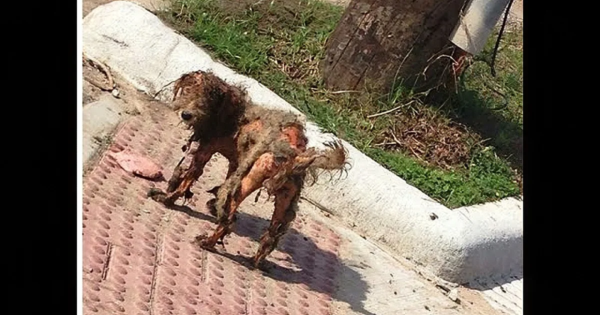 A Life of Abuse Is Now a Distant Memory for This Dog! Get Your Tissues Ready!