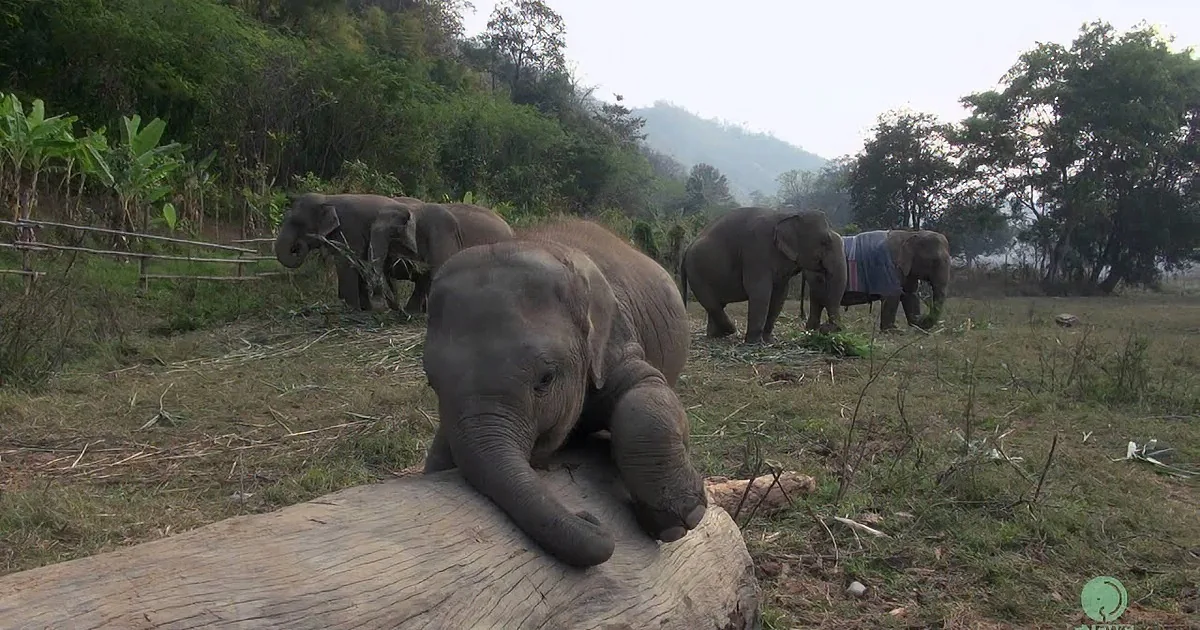 Elephants rest in a grassy field with some standing and one lying down.