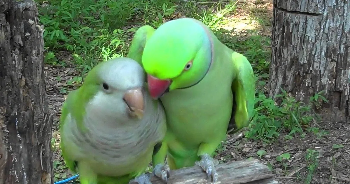 This Parrot Asks His Friend for a Kiss, but I Fell off My Chair When He Did This!