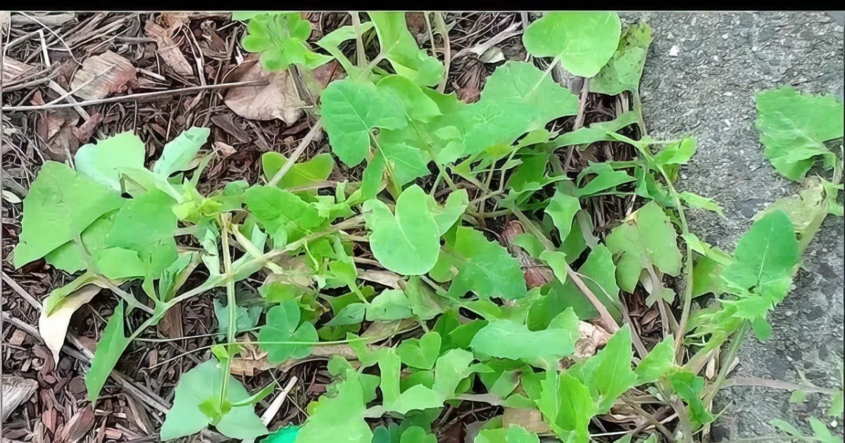 A small green plant with broad leaves grows near a concrete surface, surrounded by dried leaves and twigs.