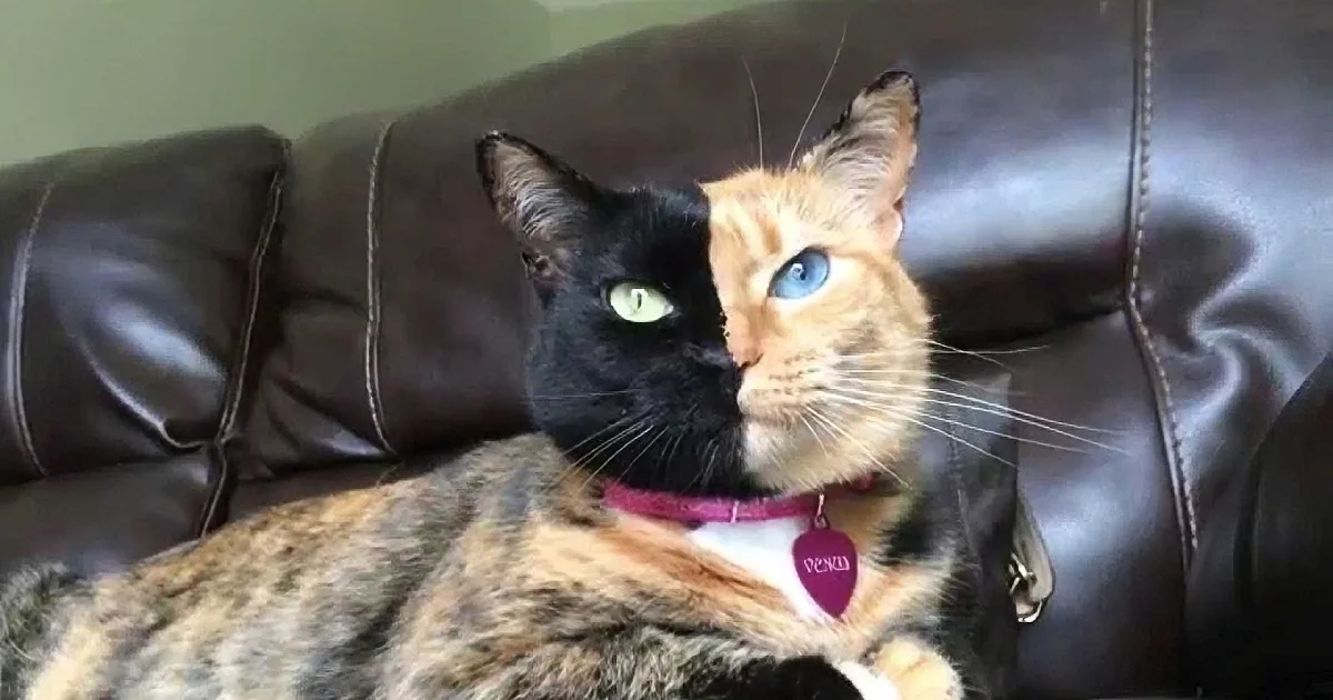 Mesmerizing Pattern on Cat Will Have You Wondering if It Is Real