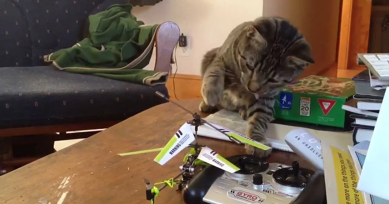 Cat vs Drone! Who Wins?