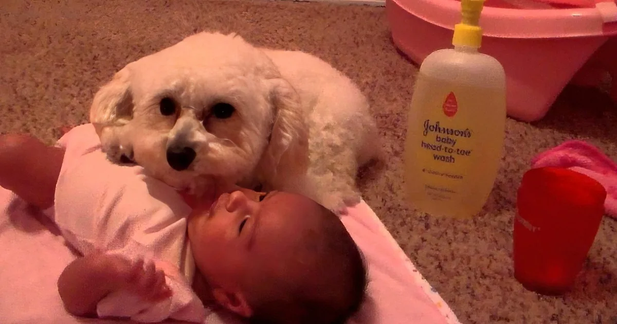 A fluffy white dog sniffs a baby wrapped in a pink blanket, with a Johnson's baby wash bottle nearby.