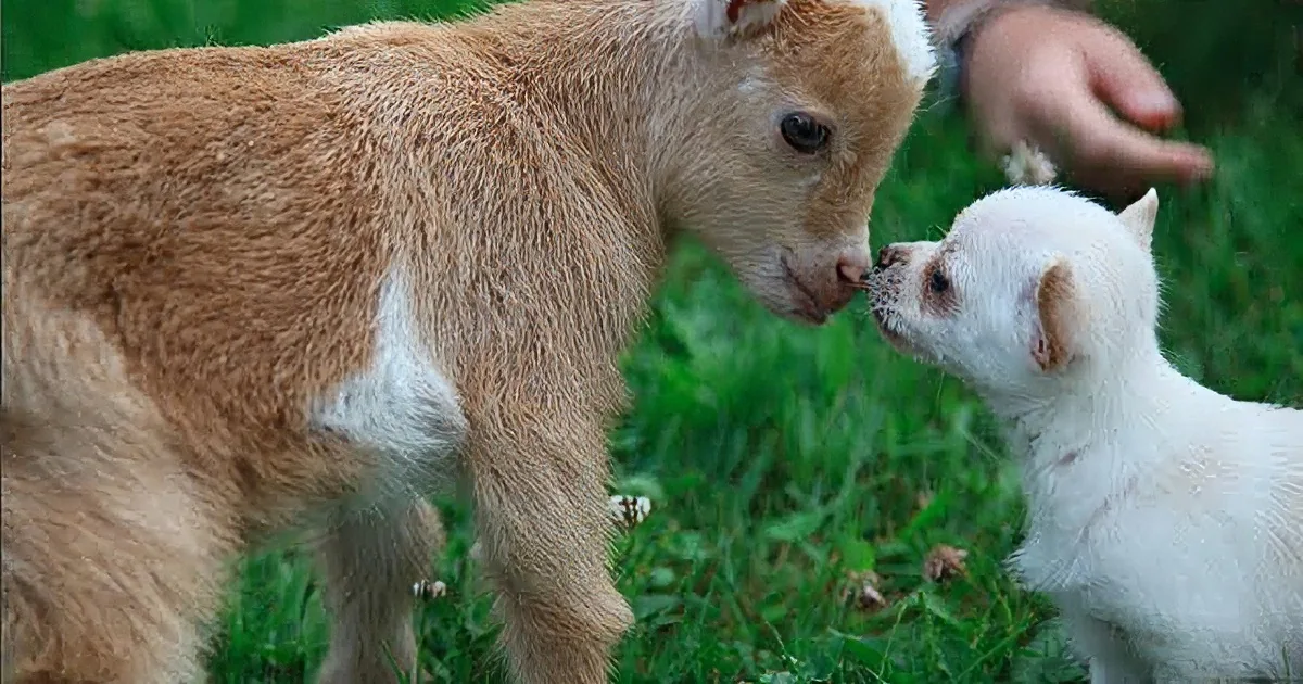 This Chihuahua Puppy Thinks She's a Baby Goat! Watch Her Hop and Skip!