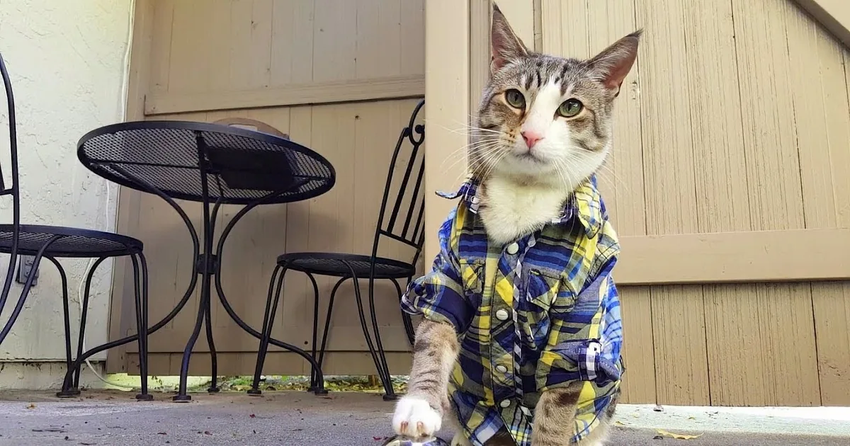 A cat wearing a colorful plaid shirt sits on a concrete surface near a patio table and chairs.