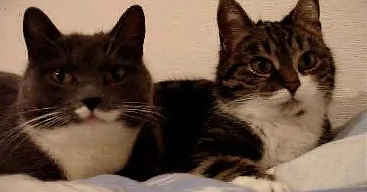 These 2 Kitties Talked for Over an Hour. What Did They Say?? You Must Watch This.
