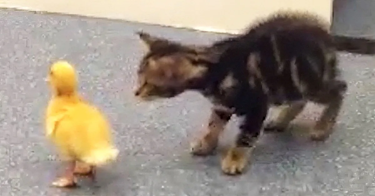 Find out What Happens When These Kittens Experience Things for the First Time!
