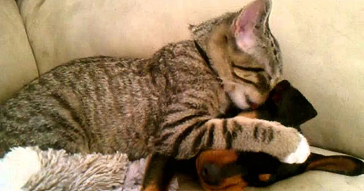 Aww! When This Kitten Jumped on This Puppy''s Back, No One Was Expecting This!