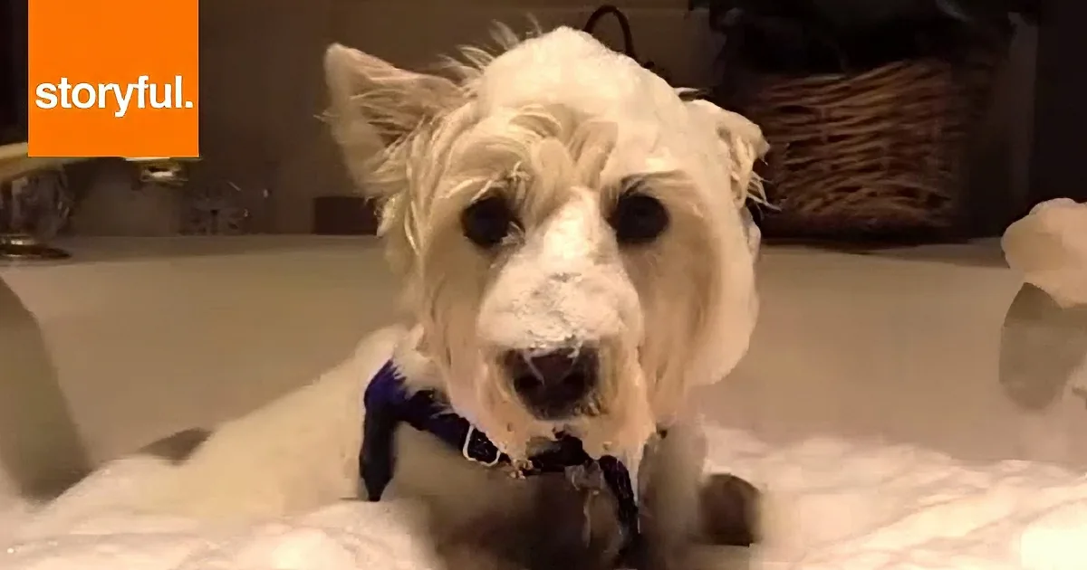 A small white dog with a blue toy in its mouth sits on a white bedspread, looking directly at the camera.