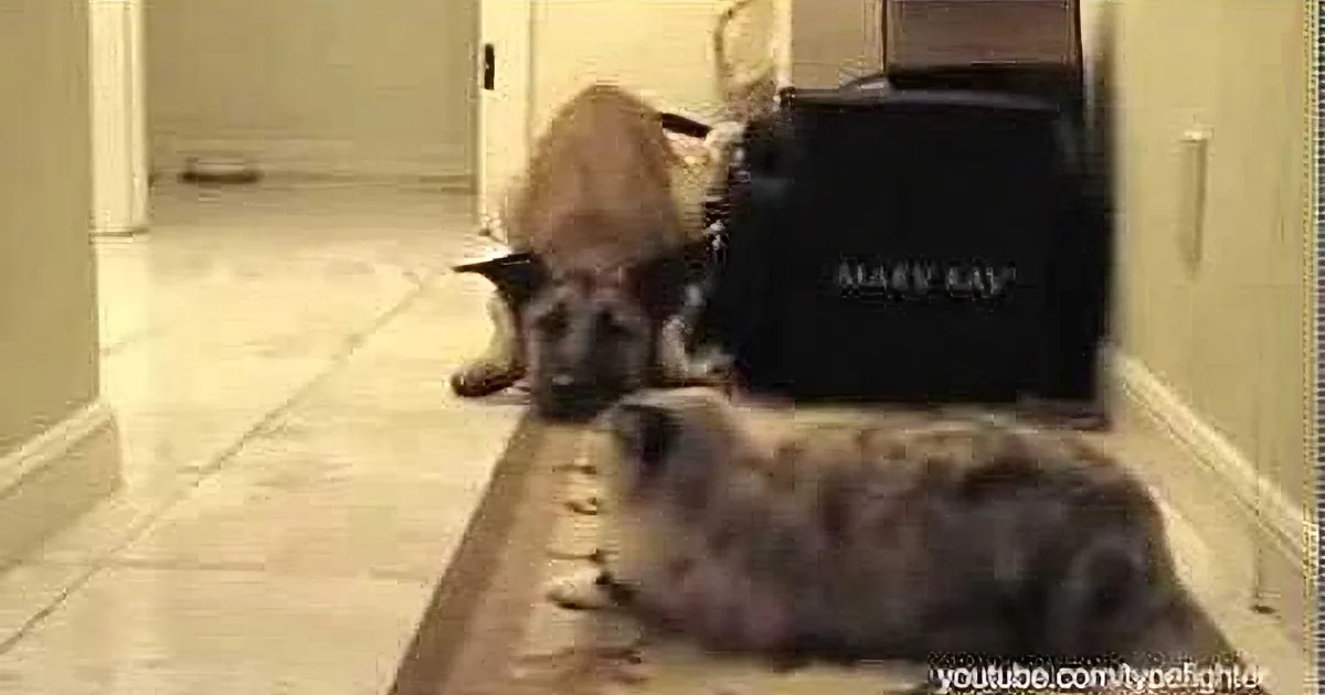 A German Shepherd dog lies on a tiled floor, partially obscured by a black chair and a cat.