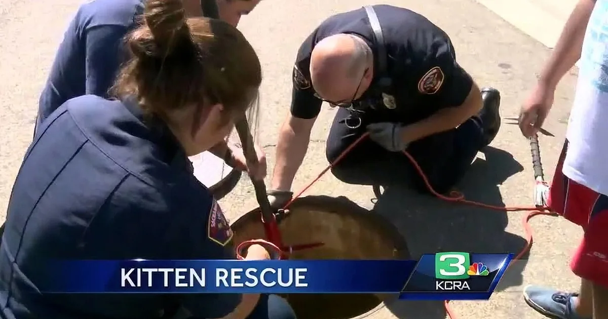 Oh No! 'Meow Meow' Was Heard Coming From the Storm Drain. What Happened Next Was Heroic!