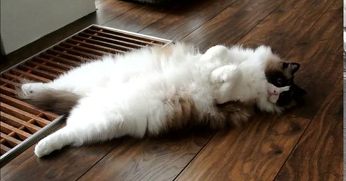 ''Meet Ragdoll: the Cat Who Thinks He''s a Dog!''