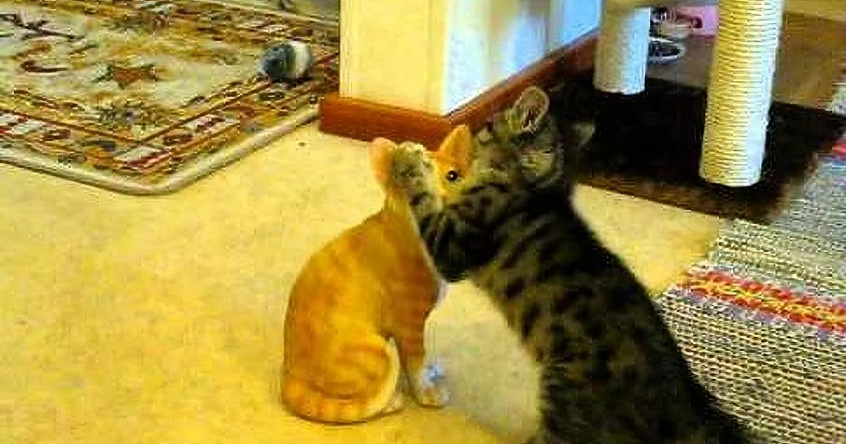 This Kitty Doesn''t Understand Why This Statue Won''t Play With Him!