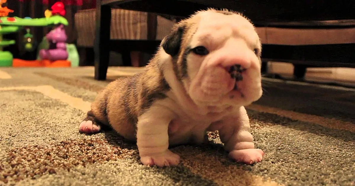 They Grabbed the Camera to Capture Their Puppy''s First Steps. What Happend Next Will Melt Your Heart!