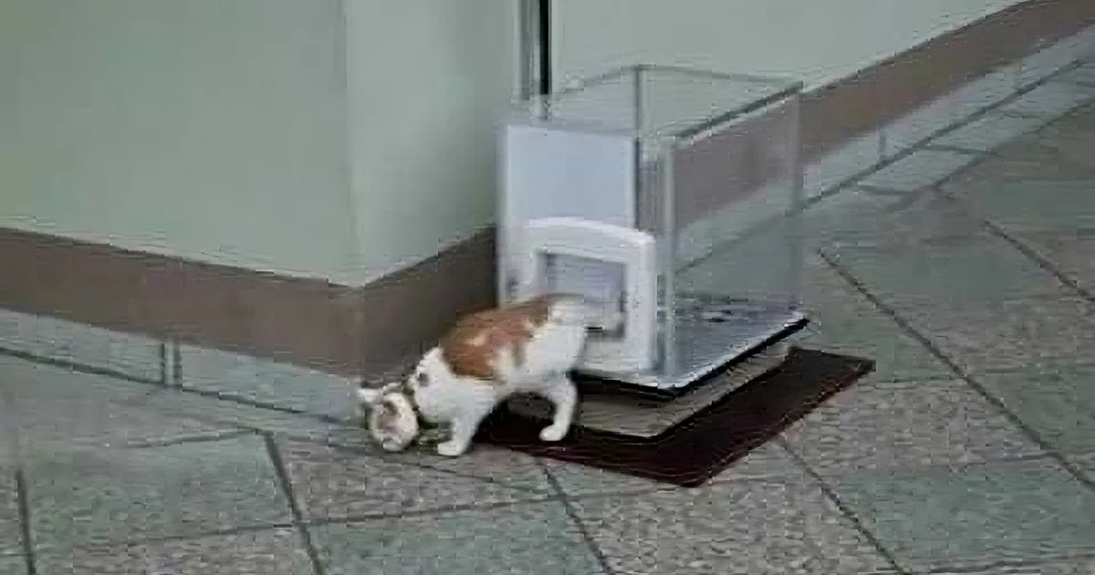 When This Kitty Cat Walks Into a Clear Plastic Box, What Happens Next? Amazing!