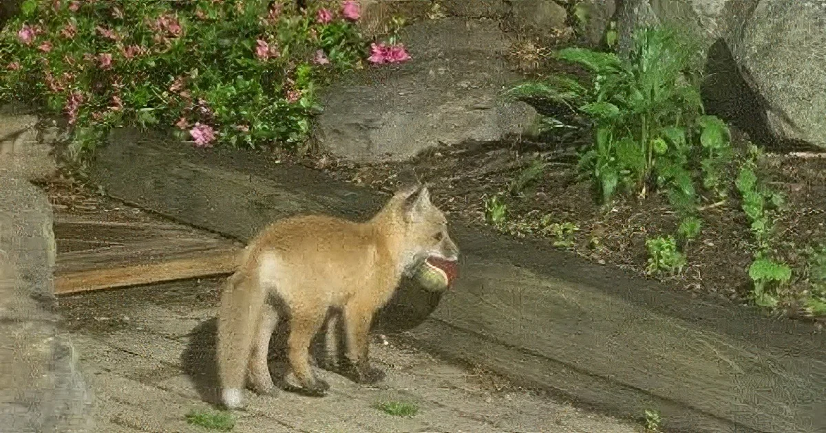 A fox cub stands on a brick path, looking to the right with a small object in its mouth.