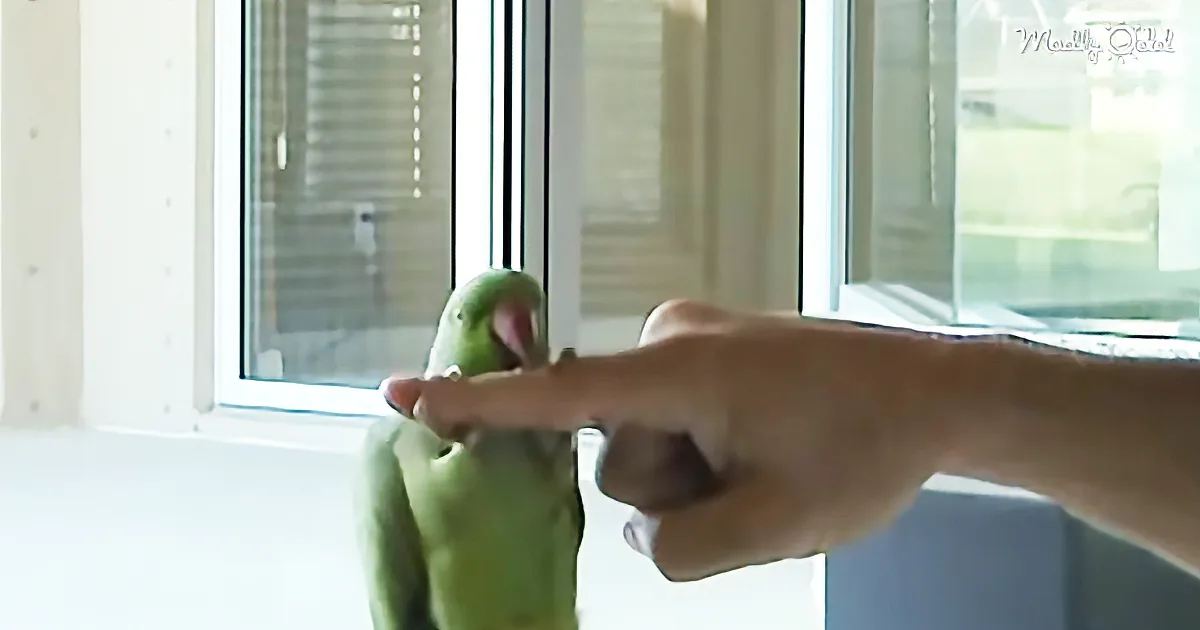 A green parrot perches on a hand, its beak open, with a window and blinds in the background.