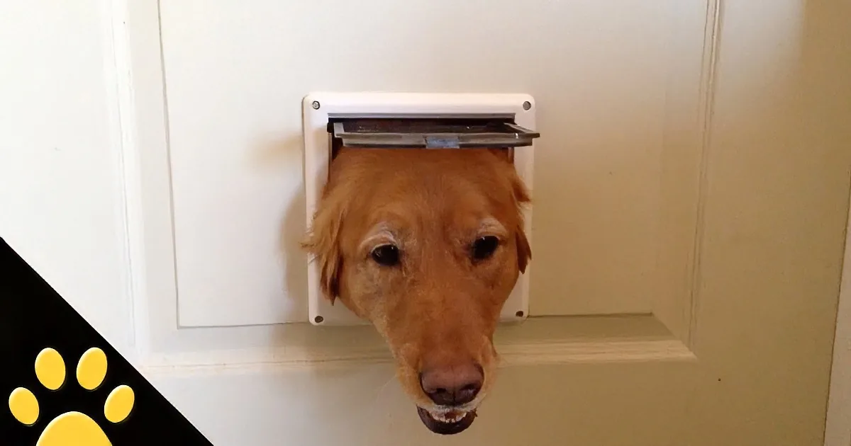 A golden retriever's head is peeking through a pet door on a white door.