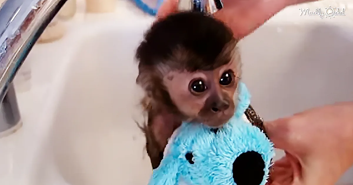 A small monkey wearing a blue outfit is being bathed in a sink.