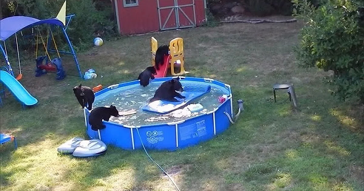 Three black bears are playing in a small blue above-ground pool in a backyard.