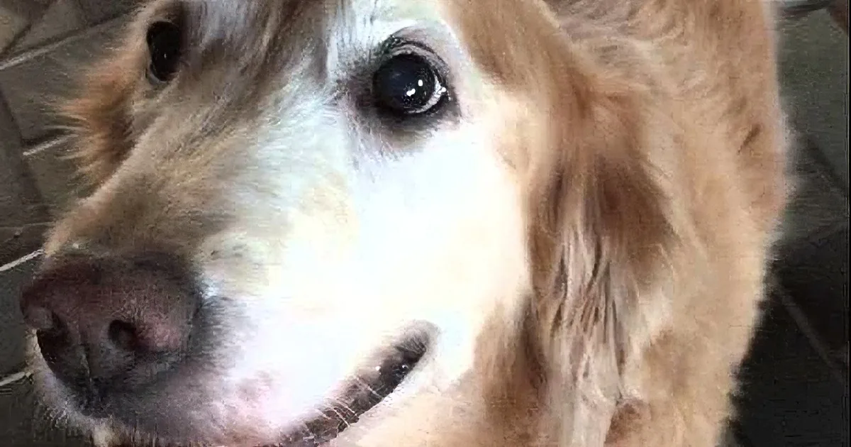 A close-up of a golden retriever's face, showing its expressive eyes and part of its nose.