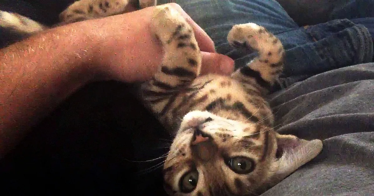 This Little Kitty Might Be the Most Talkative Kitten in the World. Listen to This!