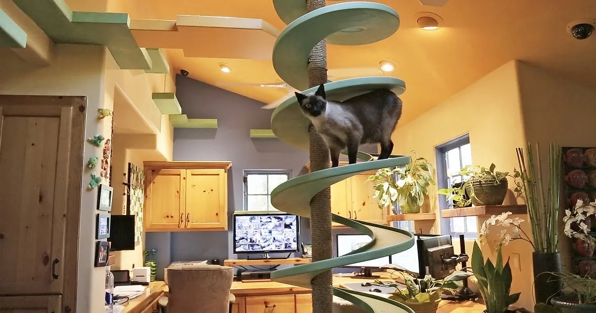 This Man Built a 'Disney Land' for His 15 Rescue Cats, and When You See It! Whoa!