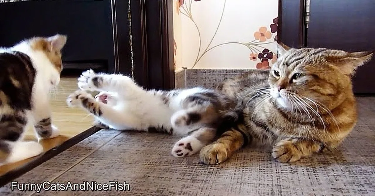 A playful cat rolls on its back while another cat watches, both on a carpeted floor near a mirror.