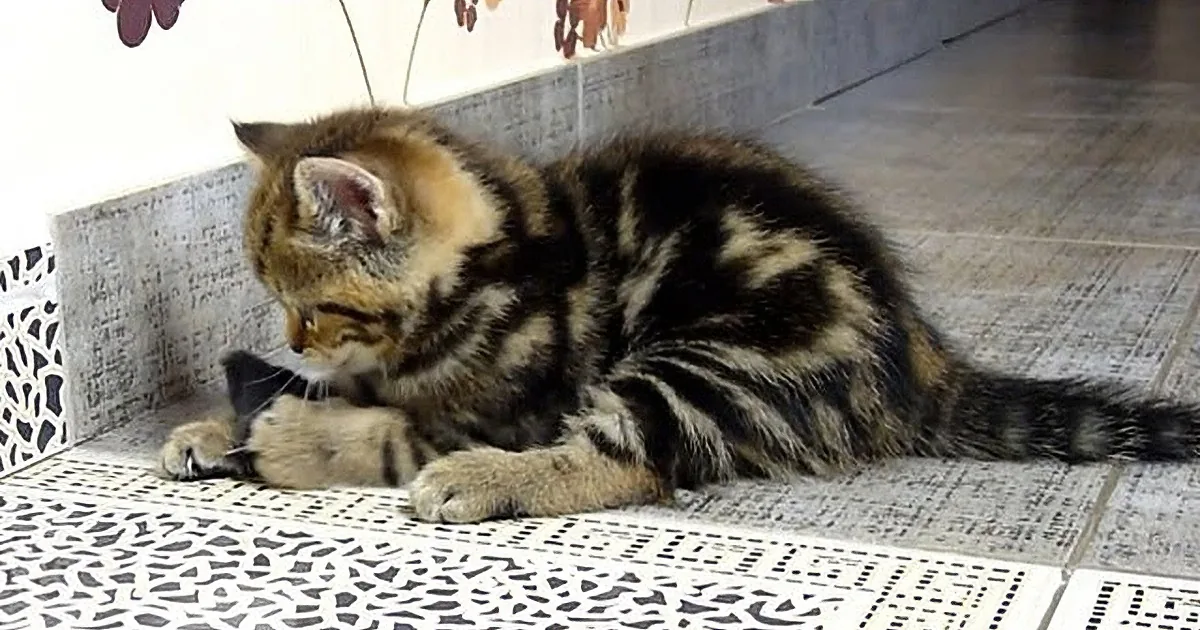 Aww, When This Little Kitten See''s Toy Mouse, See What He Does Next, Adorable!