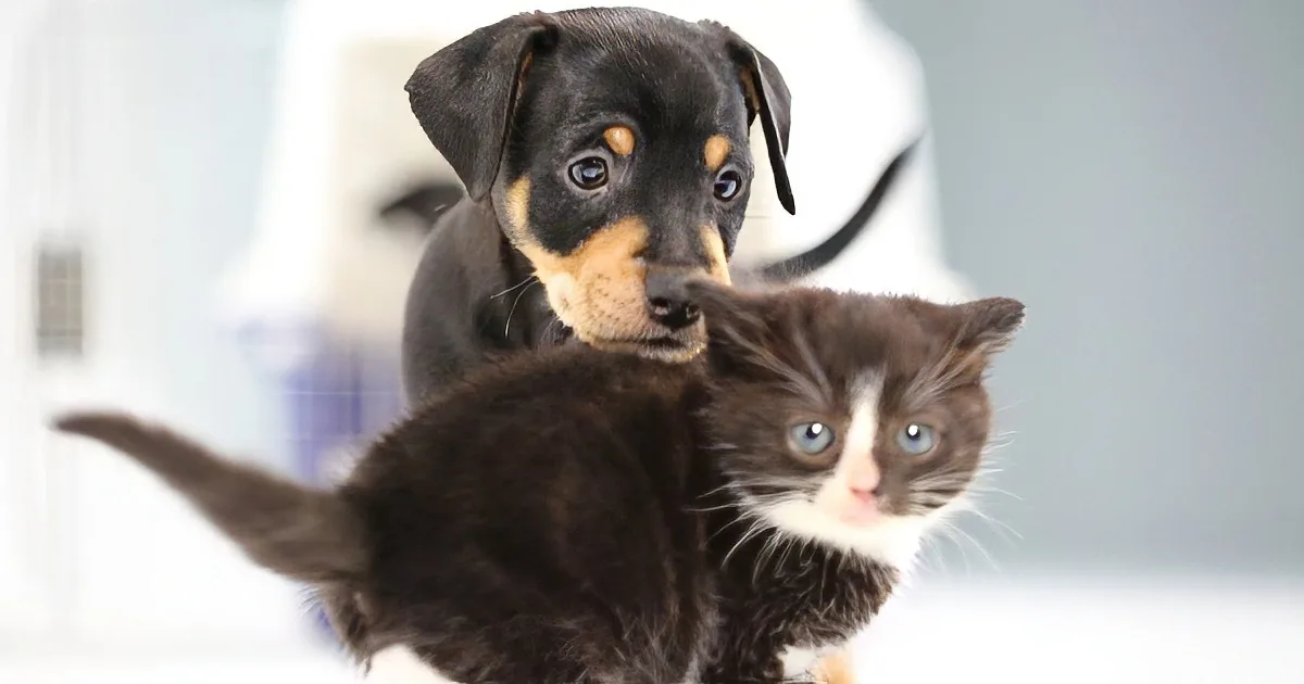 A playful puppy and kitten are interacting, with the kitten looking up and the puppy appearing curious.