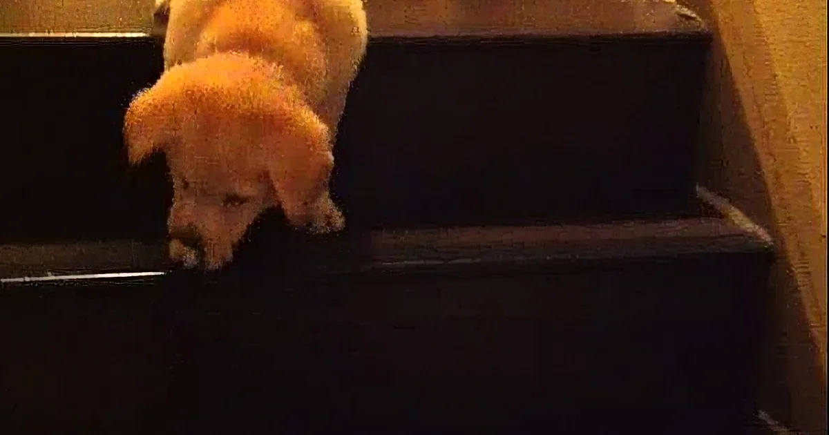 A yellow puppy is cautiously descending dark wooden stairs.
