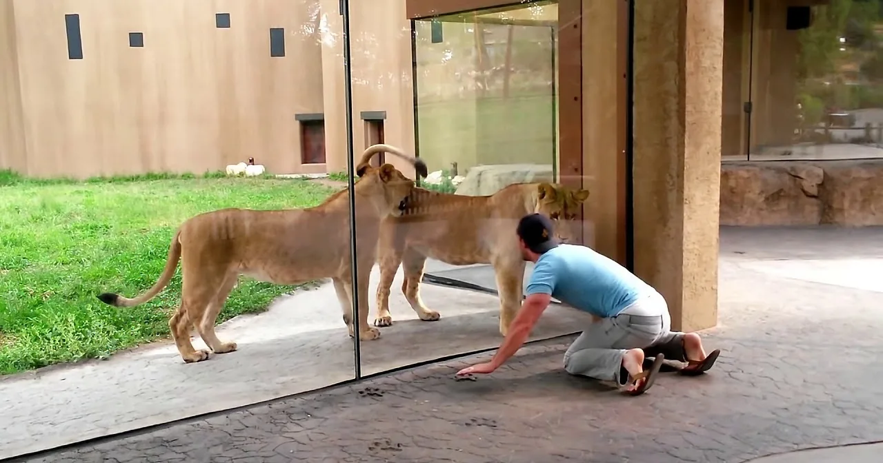 OMG! When This Man Approaches a Lion''s Lair Doing This, Nobody Expected This Reaction!