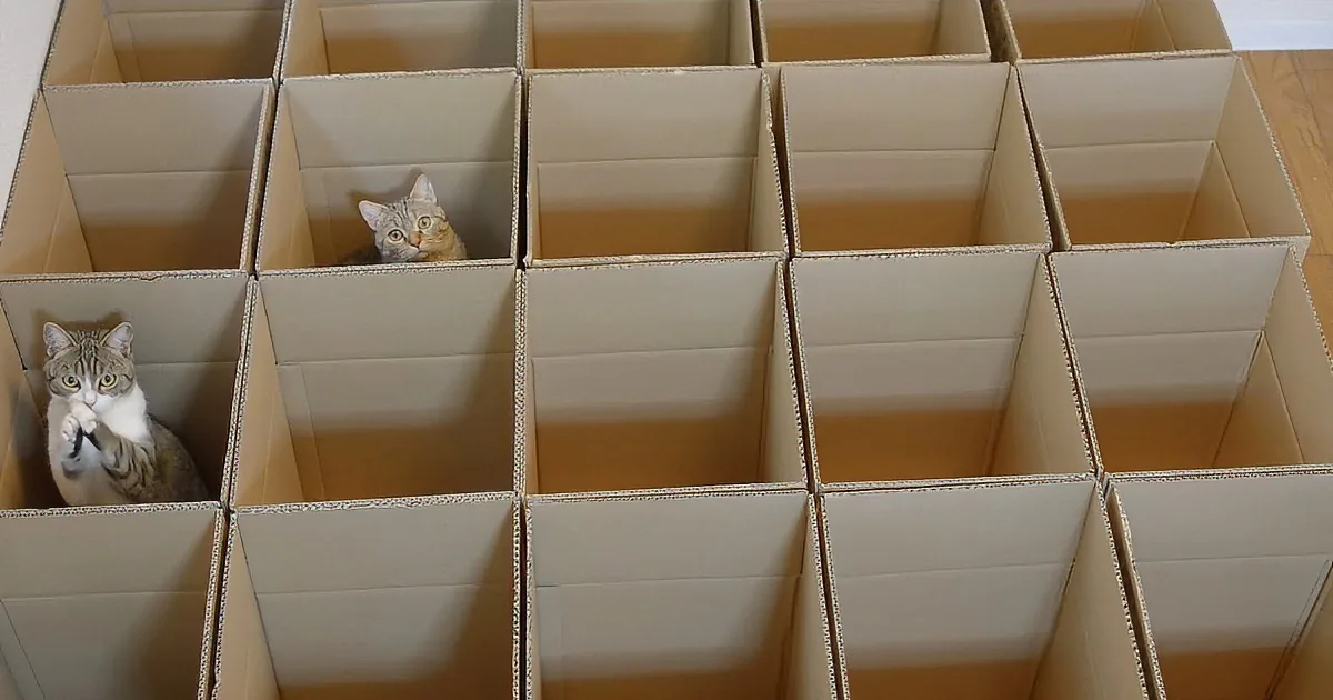 Three cats peek out from within a large, multi-compartment cardboard box structure.