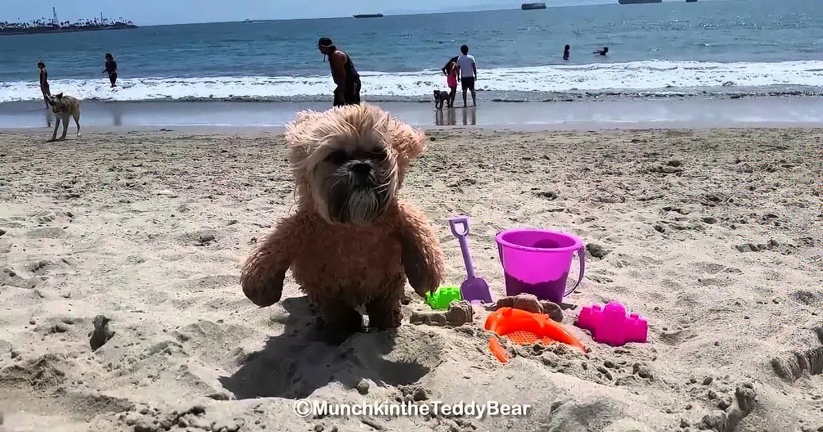 A fluffy dog sits on a sandy beach surrounded by colorful sand toys, with people and the ocean in the background.