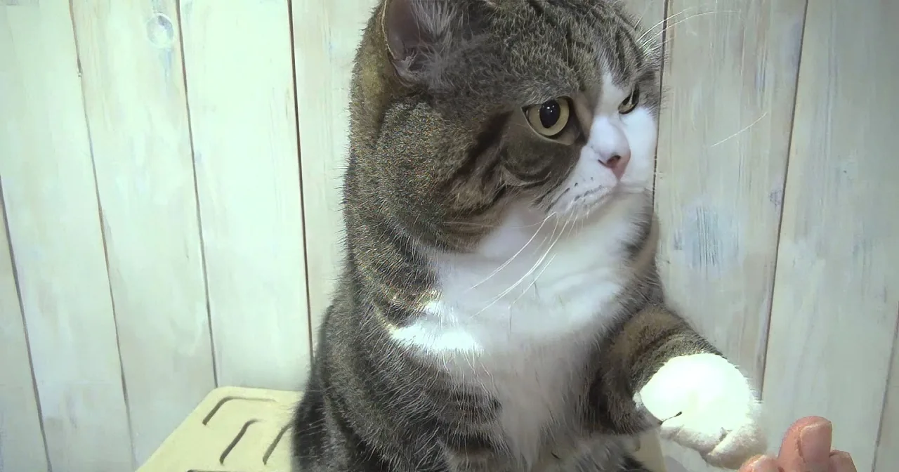 A gray and white cat sits on a wooden surface, looking up with one paw extended towards a hand.