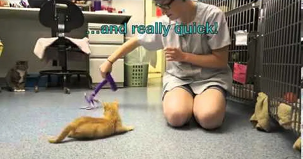 A person plays with a toy with a cat on the floor, while another cat sits nearby.