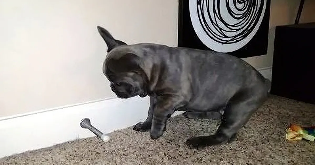 A French Bulldog puppy stands on carpet, looking down at a bone-shaped toy.