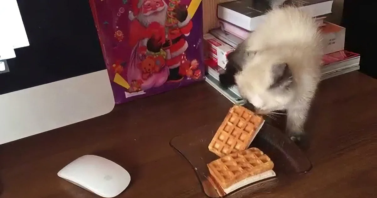 A fluffy cat sniffs waffles on a desk, with a Christmas box and books in the background.