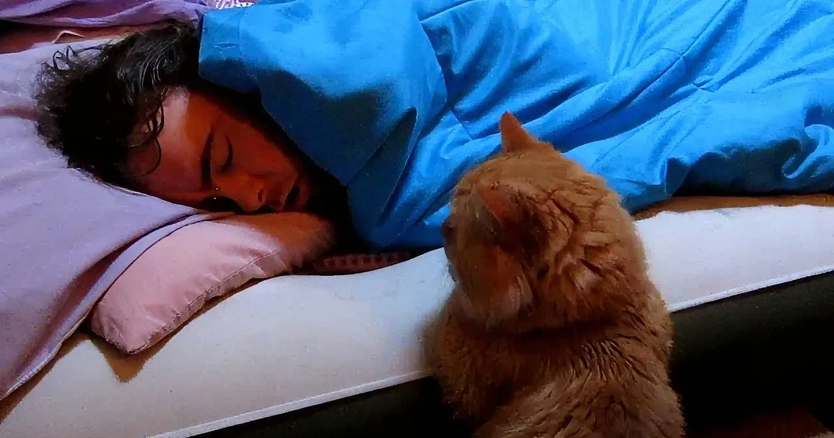 A person sleeps under a blue blanket, while a ginger cat sits beside the bed.