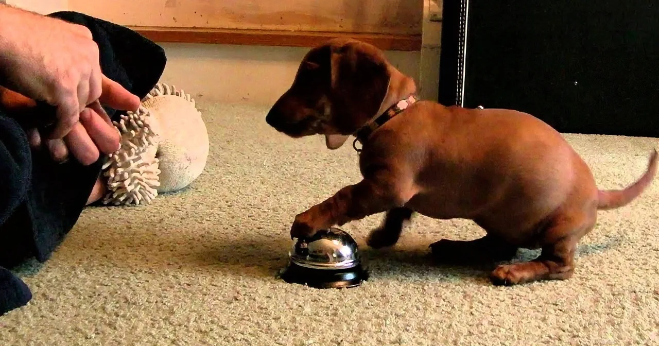 How This Precious Puppy Politely Asks for a Treat Is the Most Adorable Thing Ever!