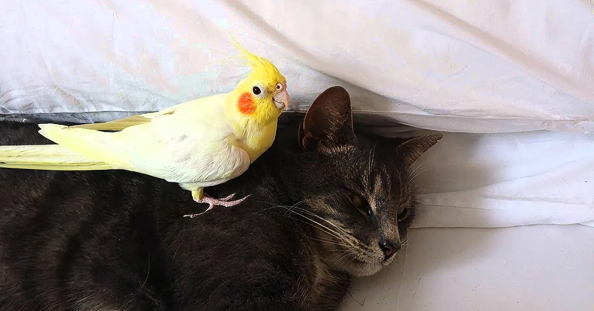 Many People Think Cats and Birds Are Enemies, but This Video Proves Everyone Wrong!