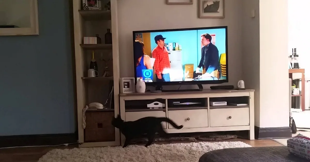 A black cat sits on a white rug in front of a TV displaying a show with three people.