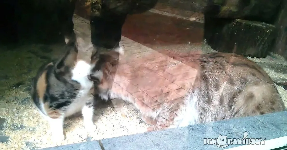 A calico cat is grooming itself in a dimly lit enclosure with a brick-like floor.