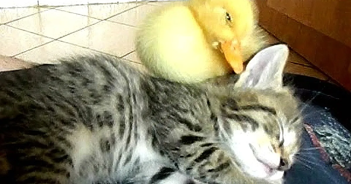 A cat and a duckling are lying together, with the duckling resting its head on the cat's back.