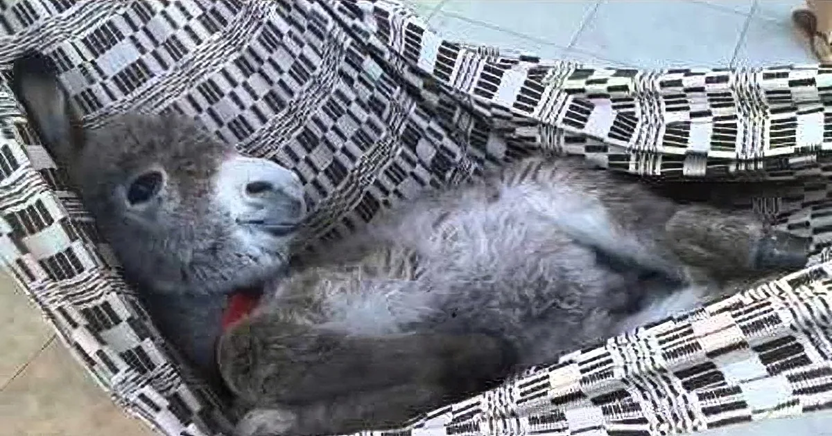 A cat lies on a checkered blanket, appearing to be asleep or resting.