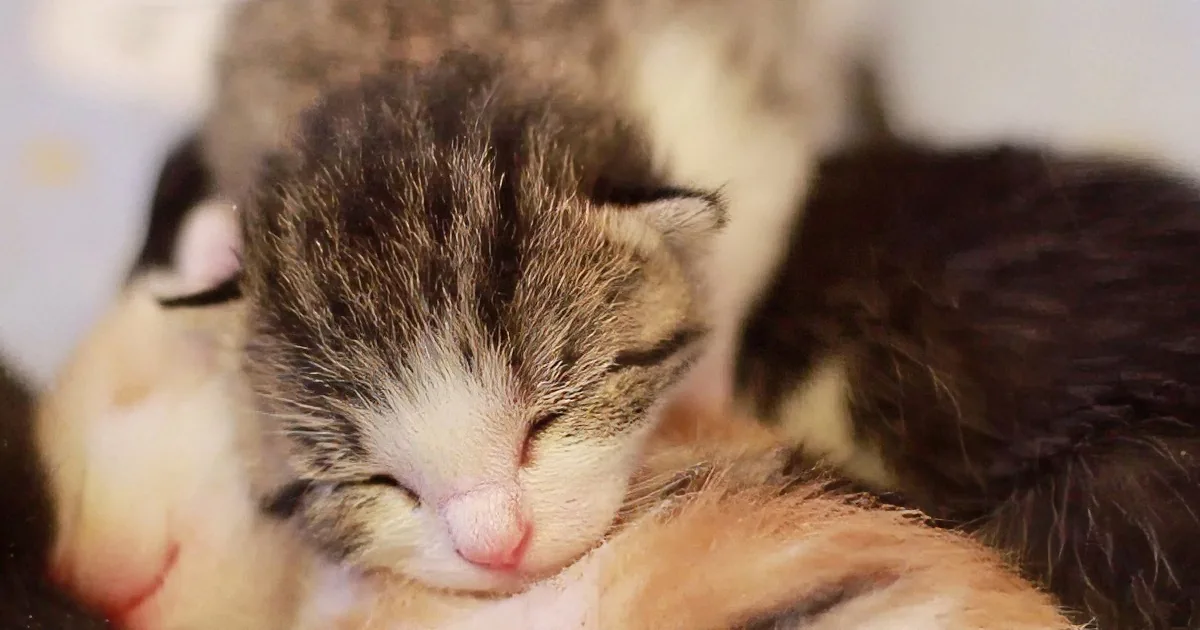 Two adorable kittens snuggled together, one with brown and white fur, the other with orange and white, both sleeping...