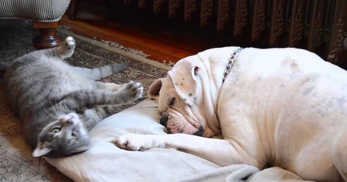 A cat playfully interacts with a large, relaxed dog lying on a blanket.