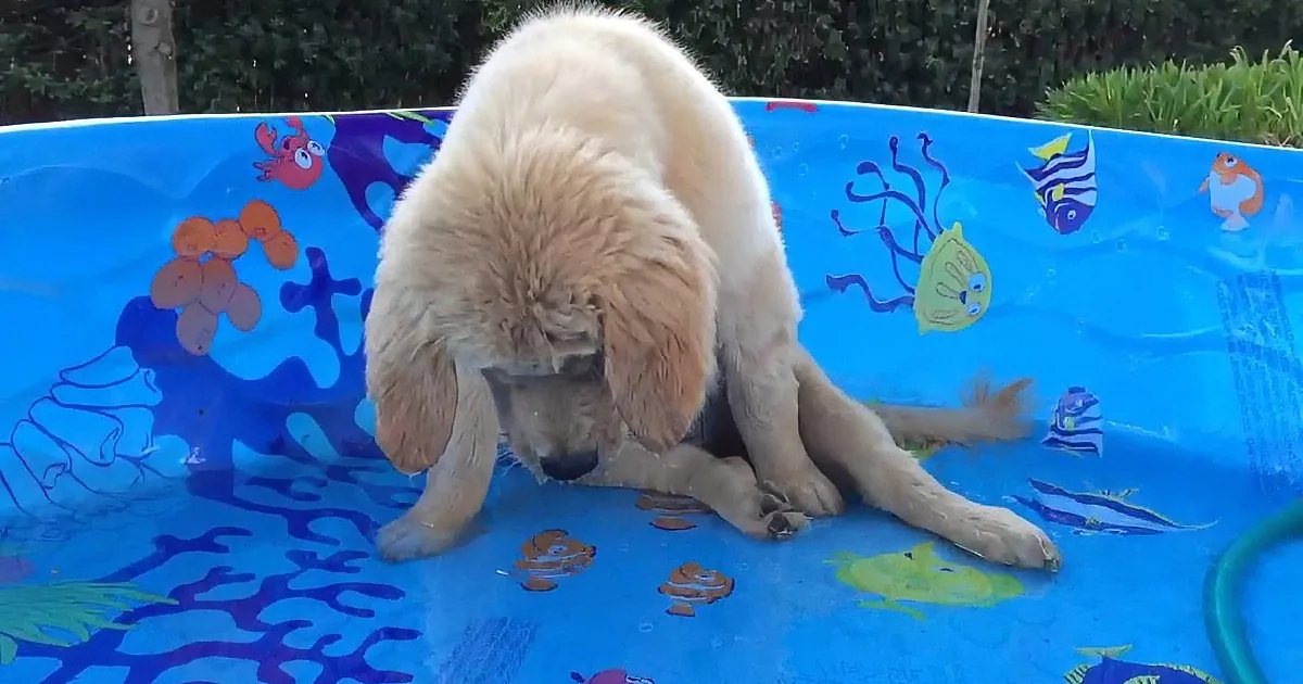 A golden retriever puppy is playfully interacting with a hose in a small inflatable pool decorated with sea life.
