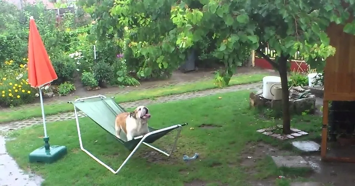 A dog sits in a green lounge chair in a wet backyard with a red umbrella and greenery.
