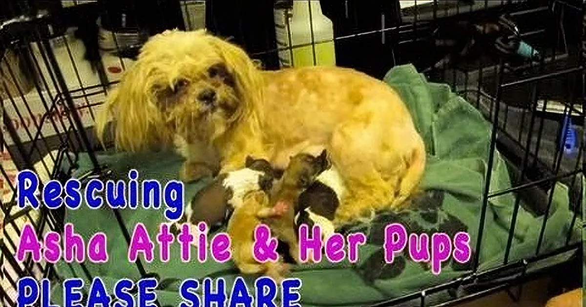 Poor Mama Dog Was Forcibly Separated From Her Puppies. When I Saw Why, I Broke Into Tears!